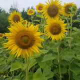 Rostov Sunflower