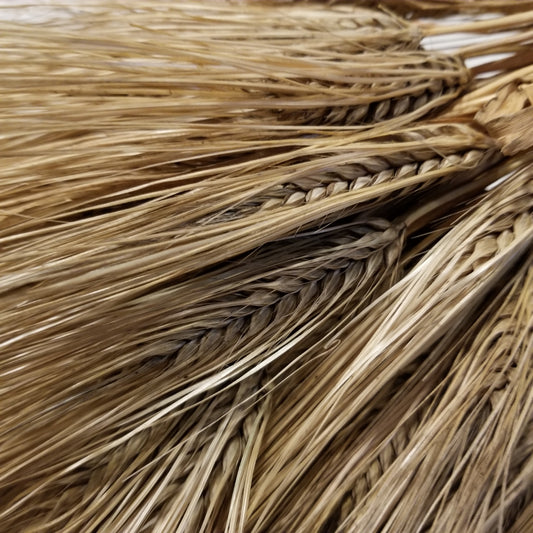 Wintermalt Barley