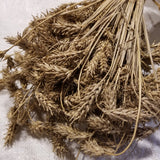 A bundle of harvested Zou Xian Song Mang Da Mai Winter Barley tillers showing off their unique sessile hooded spikes