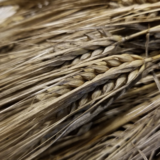 Harvested mature Callao barley spikes - semi-compact, awned, very plump hulled kernels