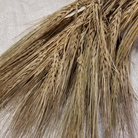 A harvested bundle of Bai Chin Ke Barley spikes - ready for threshing