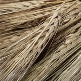 Close-up view of Bai Chin Ke Barley's awned spikes - harvested and ready for threshing