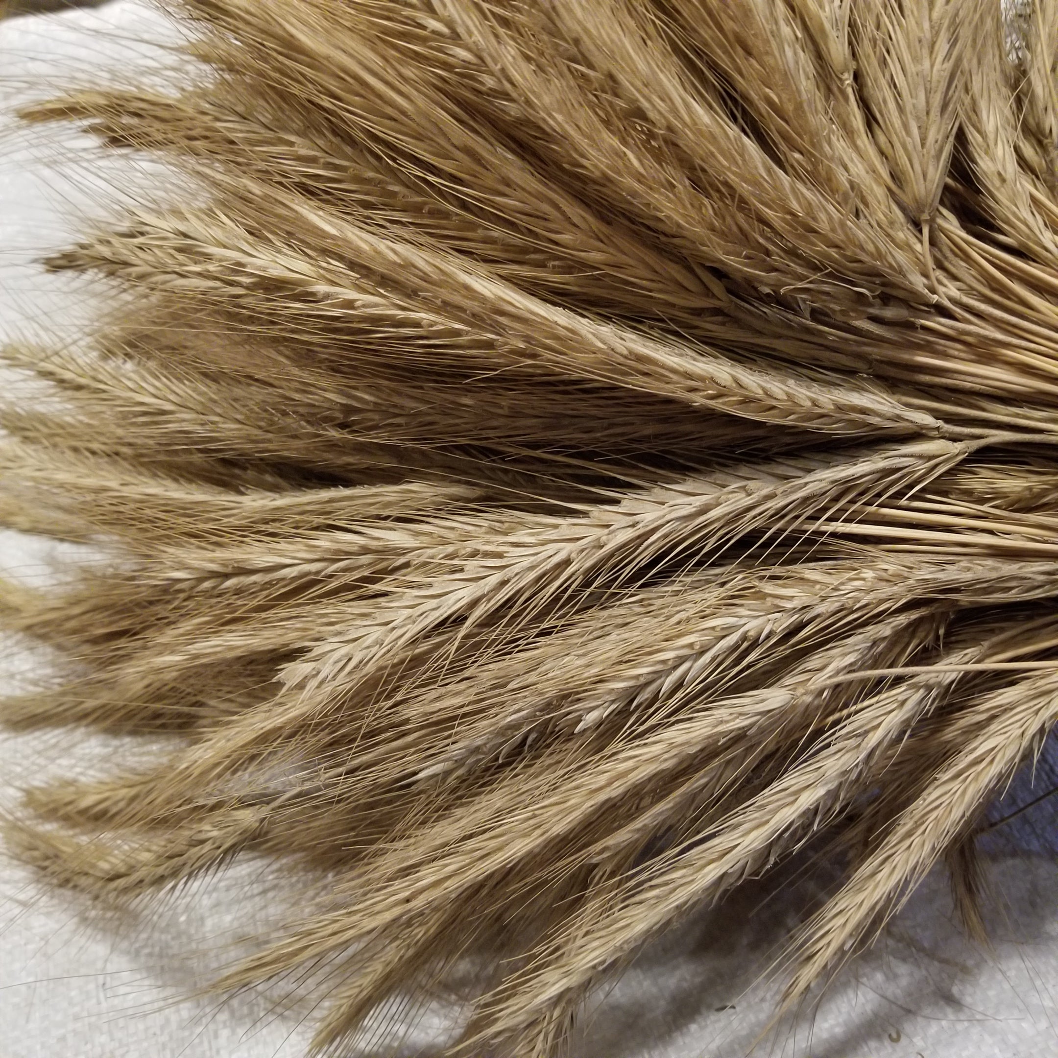 50 Rye Fall Rye Rye – Great Lakes Staple Seeds