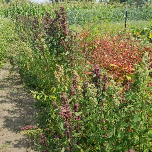 Multi-hued Quinoa