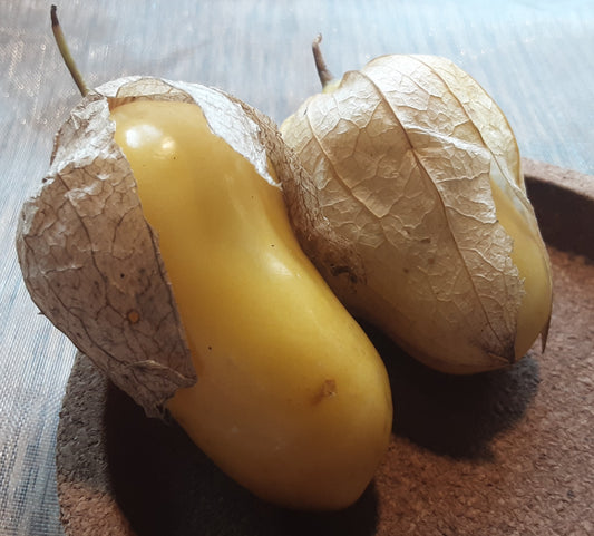Two golden ripe Malinalco tomatillos bursting from their husks