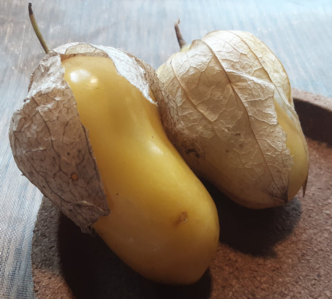 Two golden ripe Malinalco tomatillos bursting from their husks
