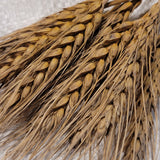 WA 5841 Wheat