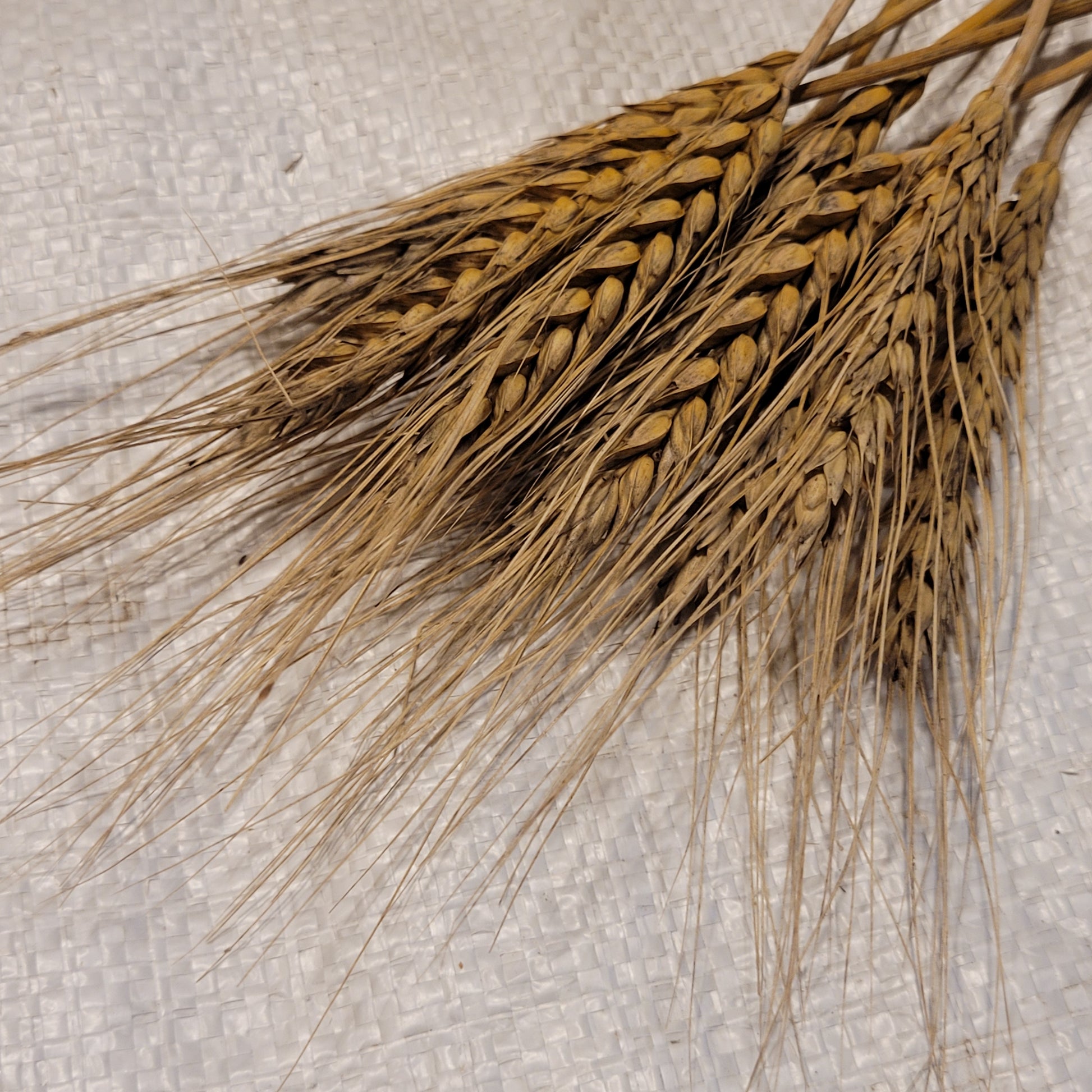WA 5841 Wheat