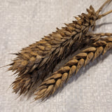 Goldcoin Wheat