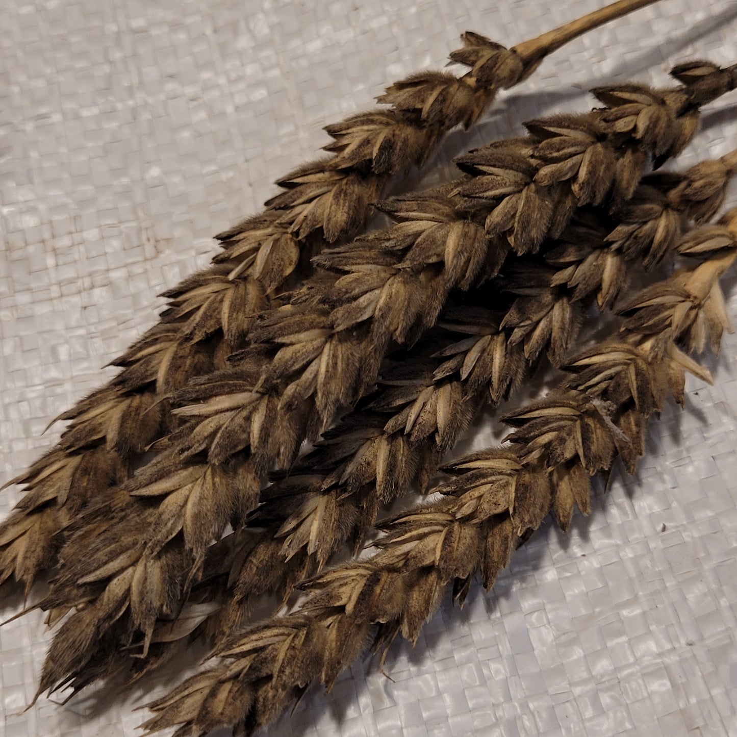 Jones Winter Fife Wheat