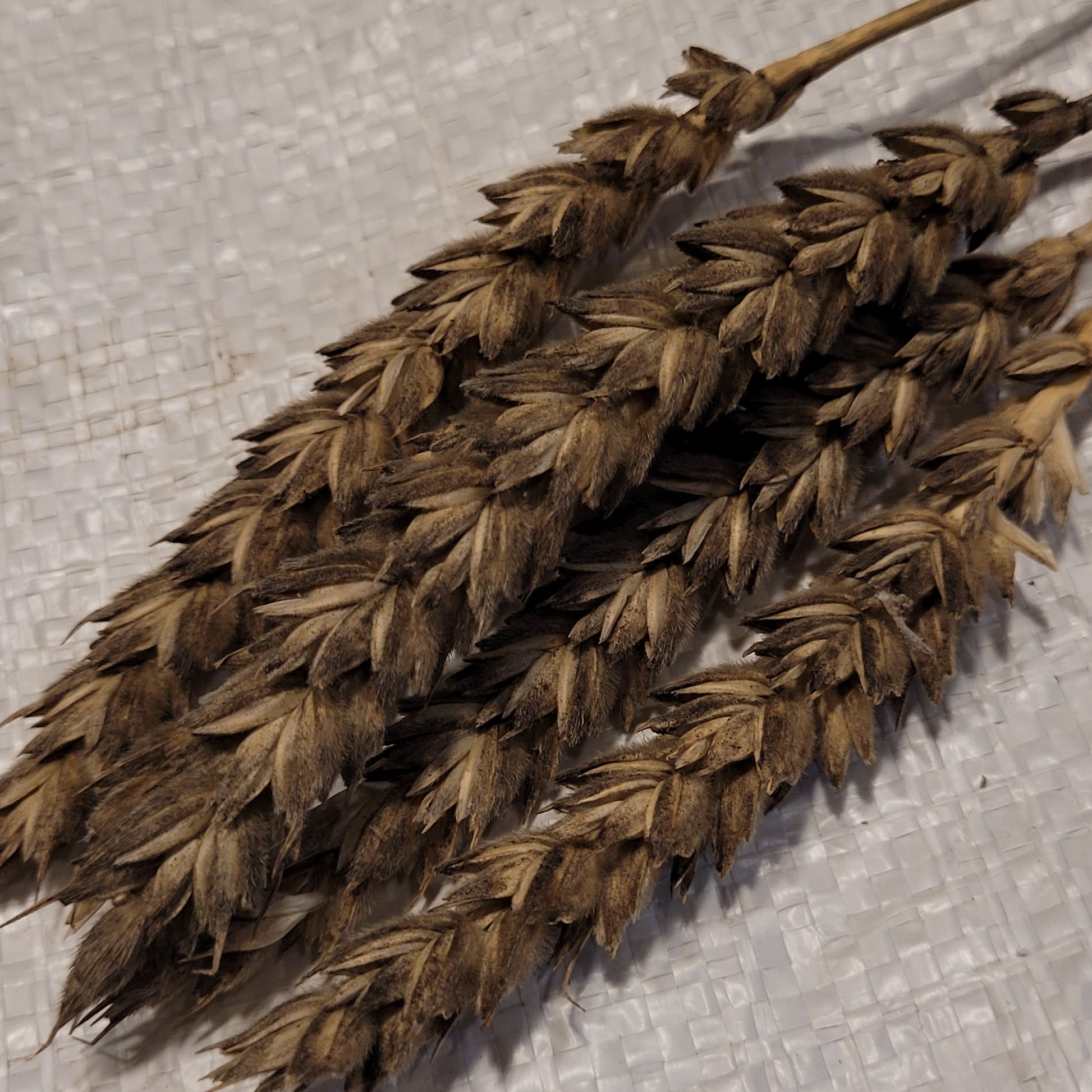 Jones Winter Fife Wheat