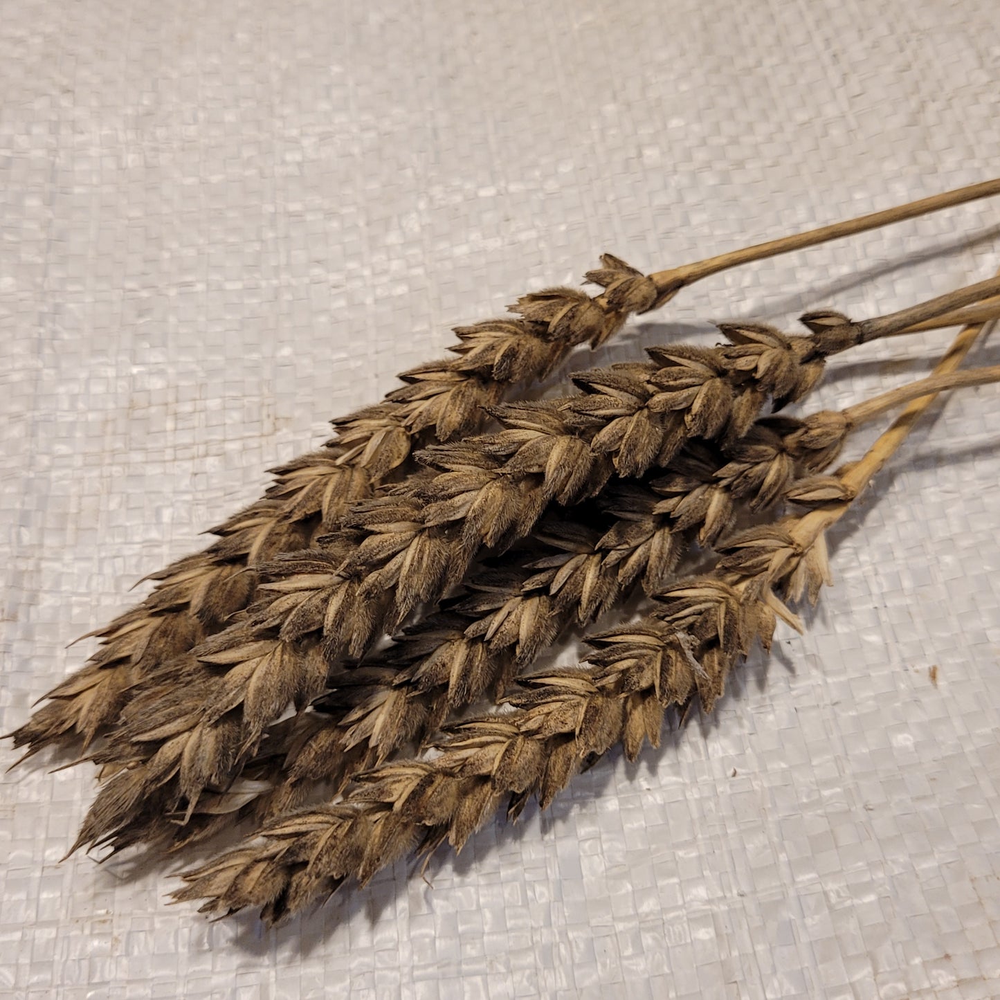 Jones Winter Fife Wheat