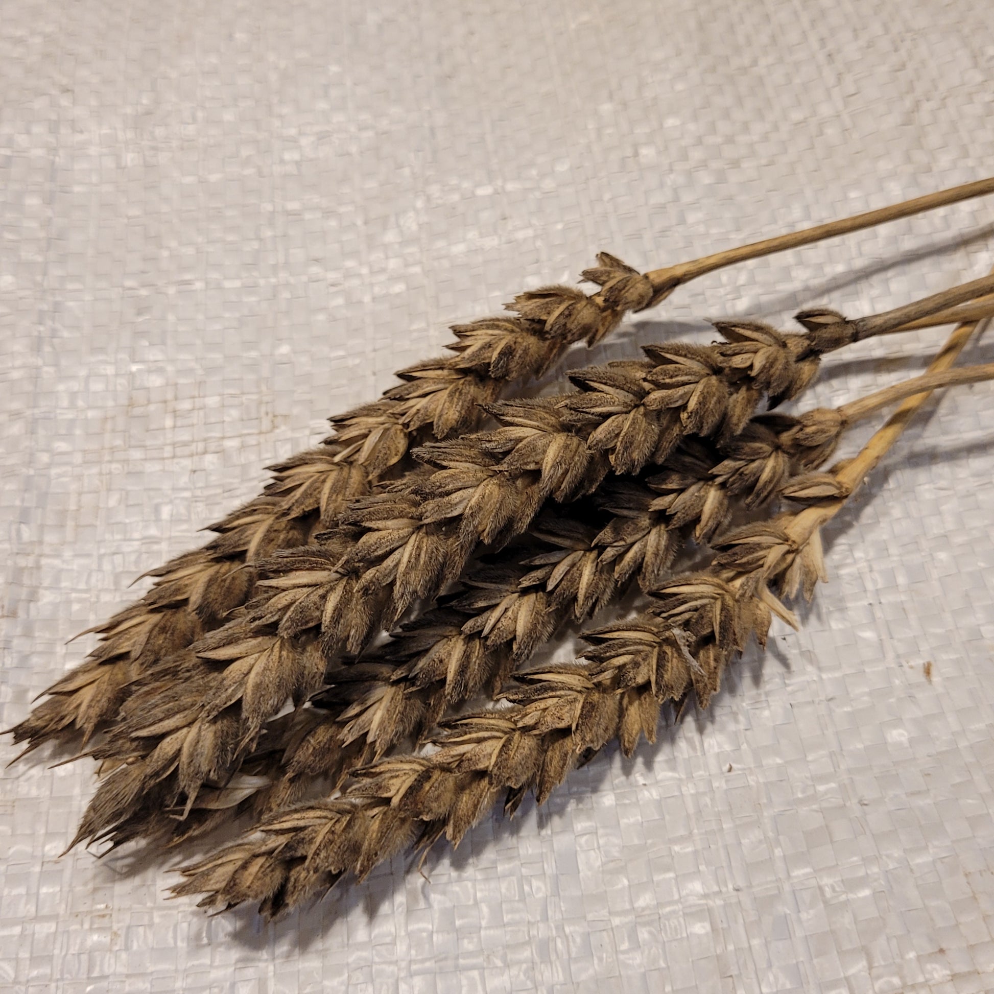Jones Winter Fife Wheat