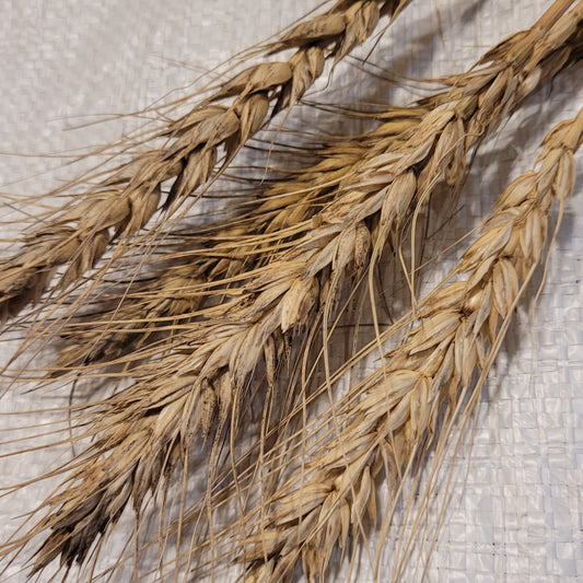 Nabob Wheat