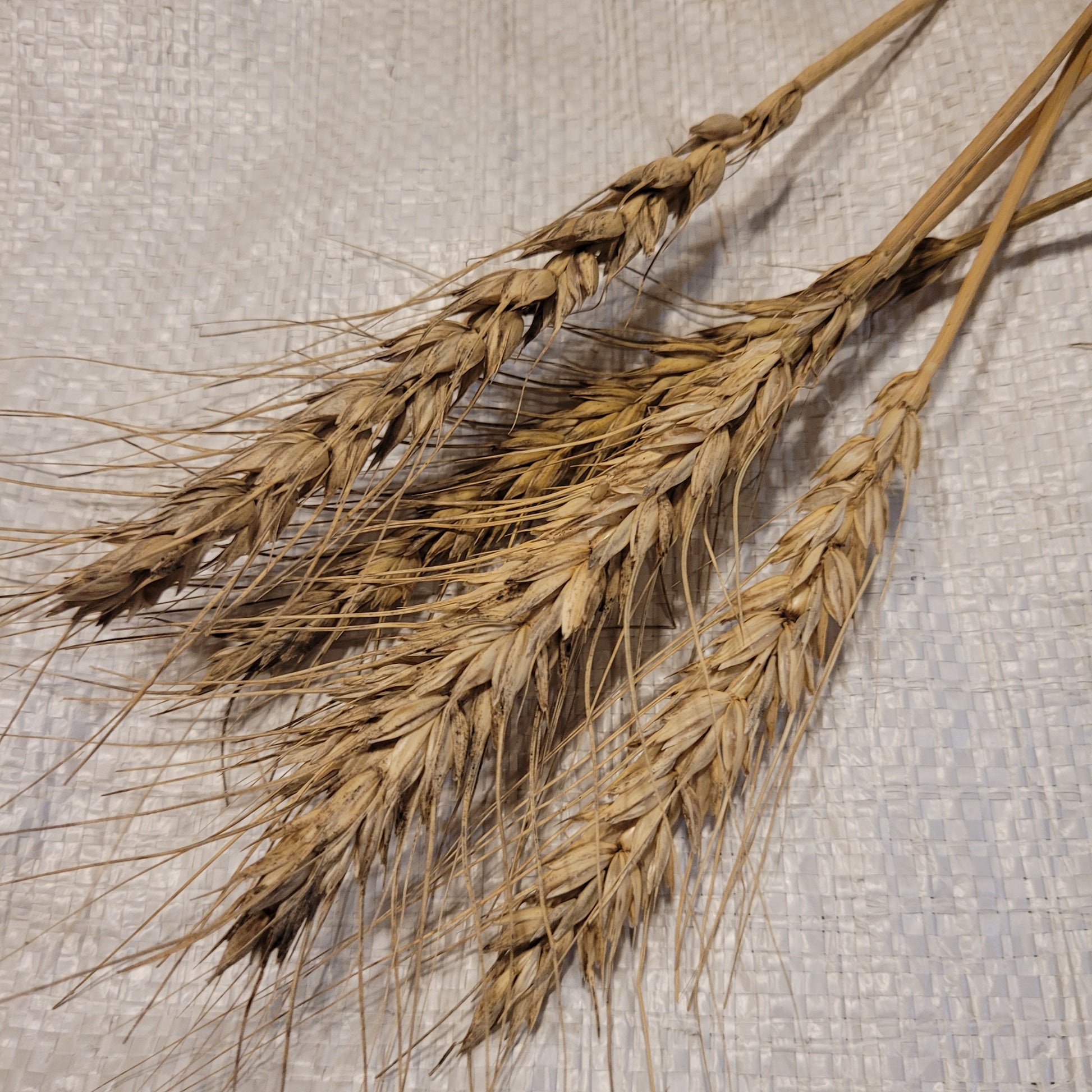 Nabob Wheat