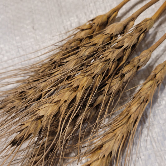 Phoenix Wheat