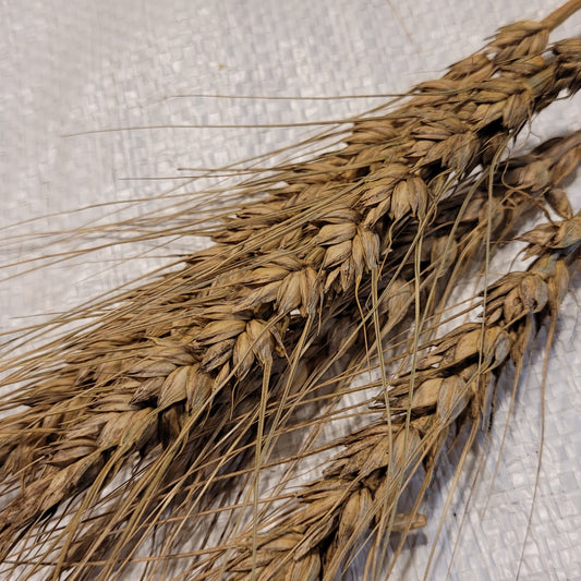Poltavka Wheat
