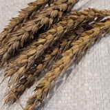 Purkof Wheat