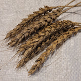 Purkof Wheat