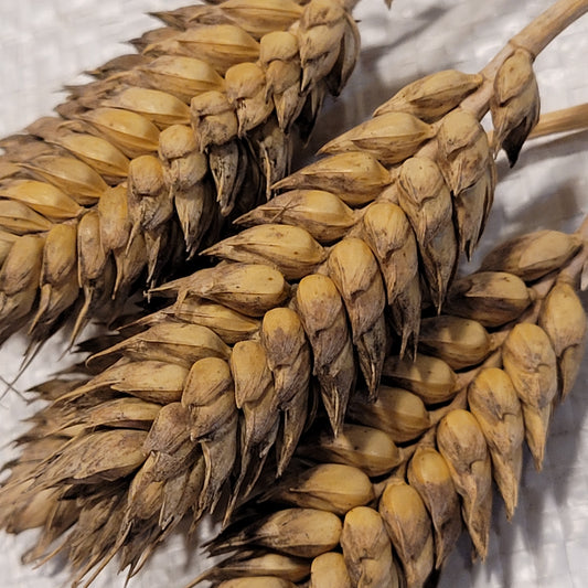 Jezka Hladka Club Wheat