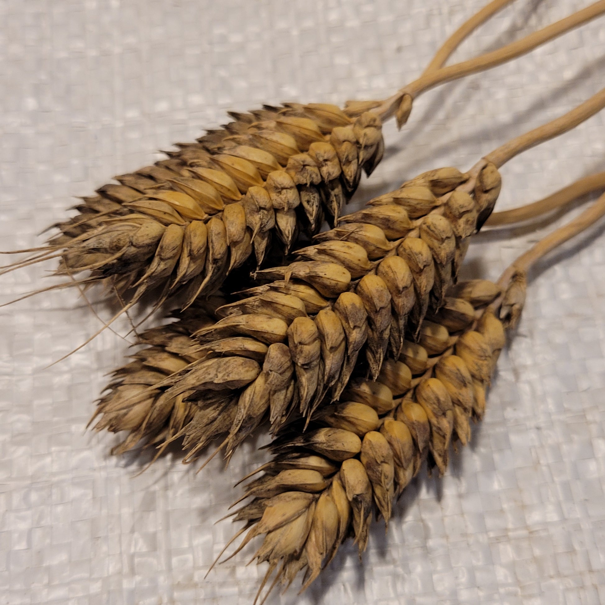 Jezka Hladka Club Wheat