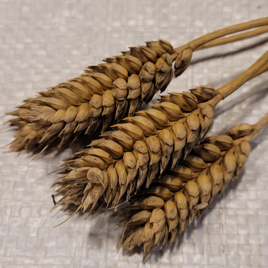 Ostka Skomoroska Club Wheat