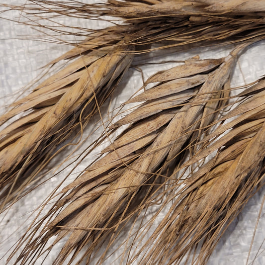 Sin El-Pheel Wheat