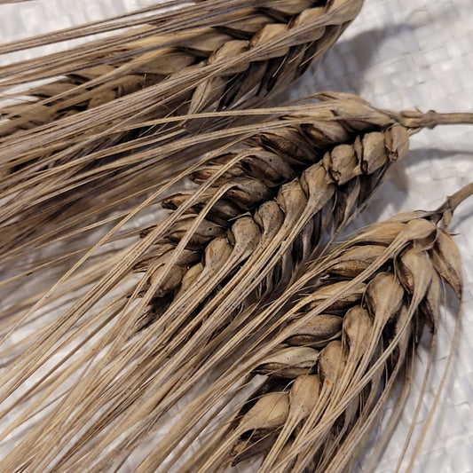 Eve Barley