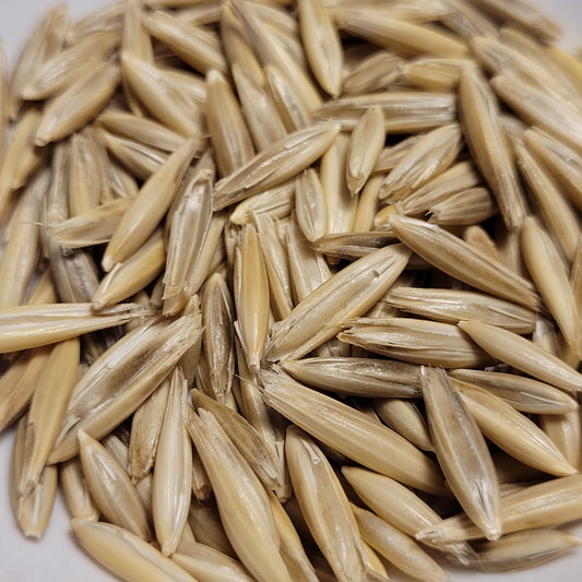 Wintok Winter Oats