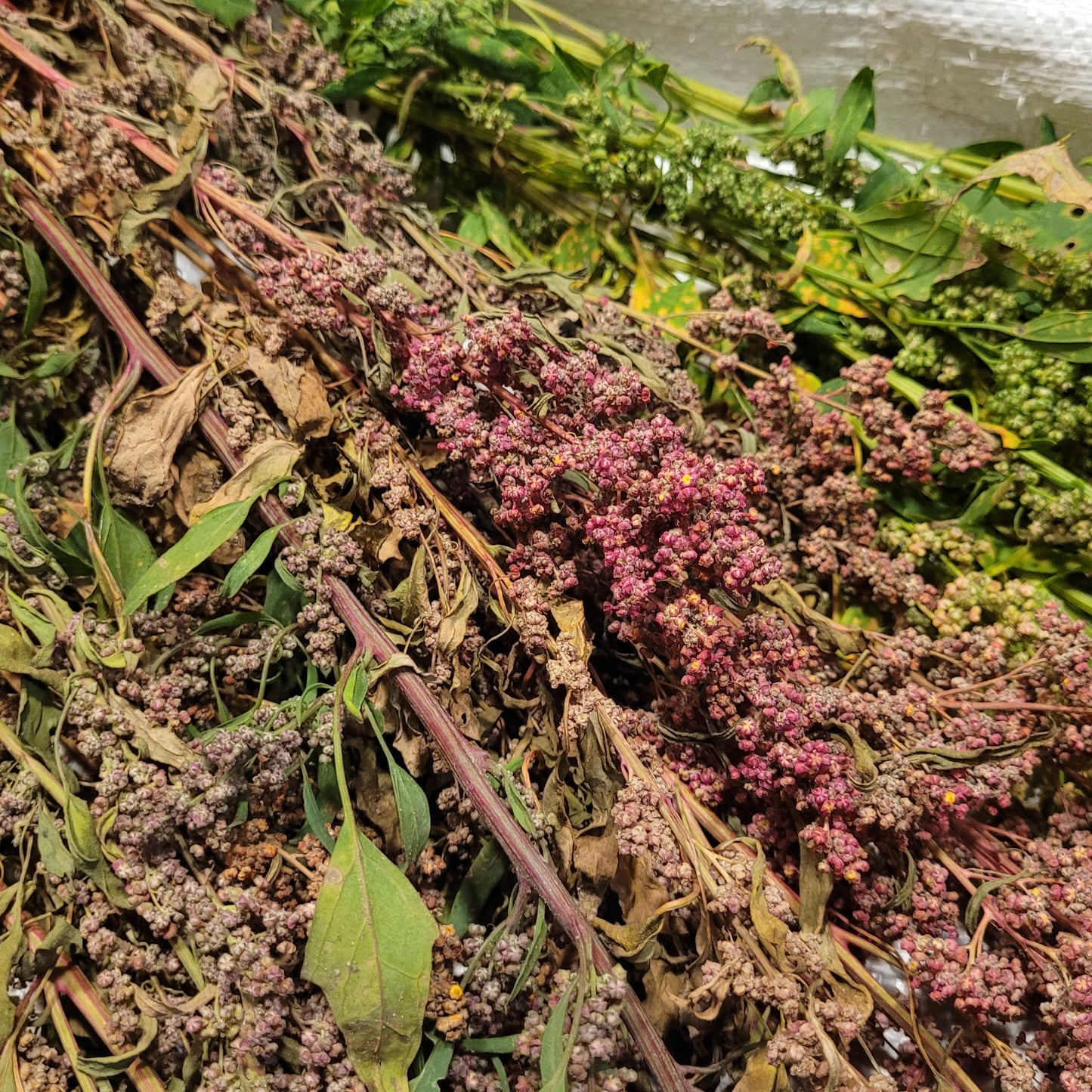 Multi-hued Quinoa