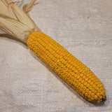 Polar Dent Corn ear with yellow kernels