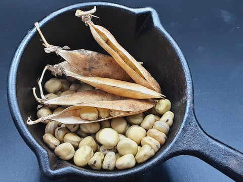 A small cast iron pot holds a collection of dry Irish Preans and their mature pods - an image that conjures hearty comfort food for a chilly winter's day