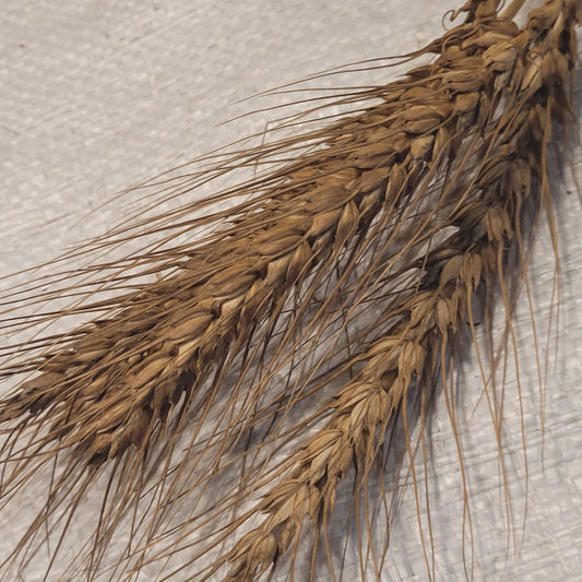 Jacoby Borstvete Wheat