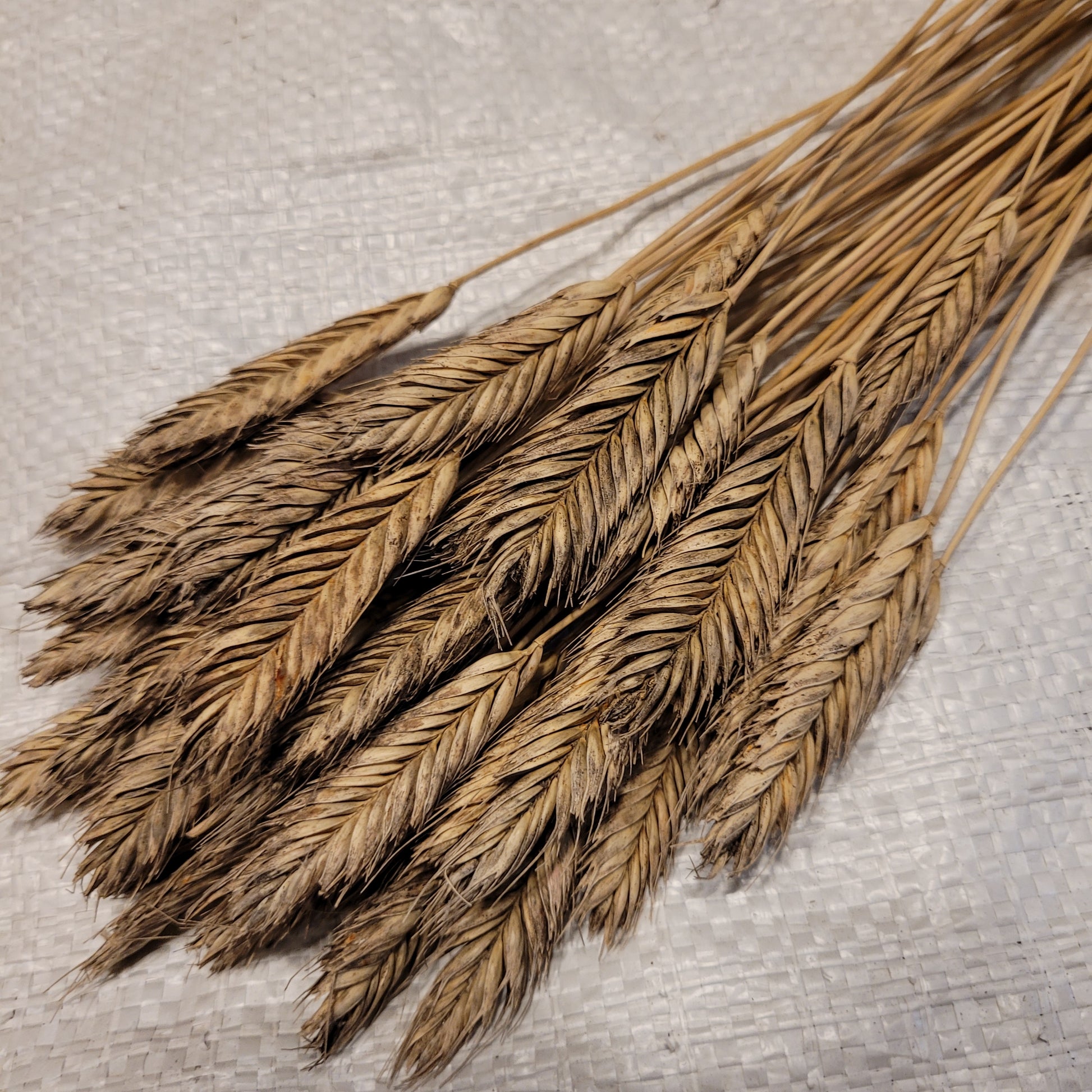 Ble Dur Arcour Einkorn