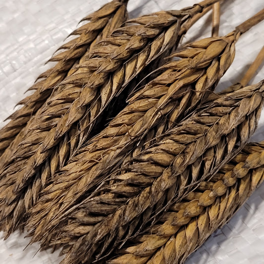 Catskill Barley