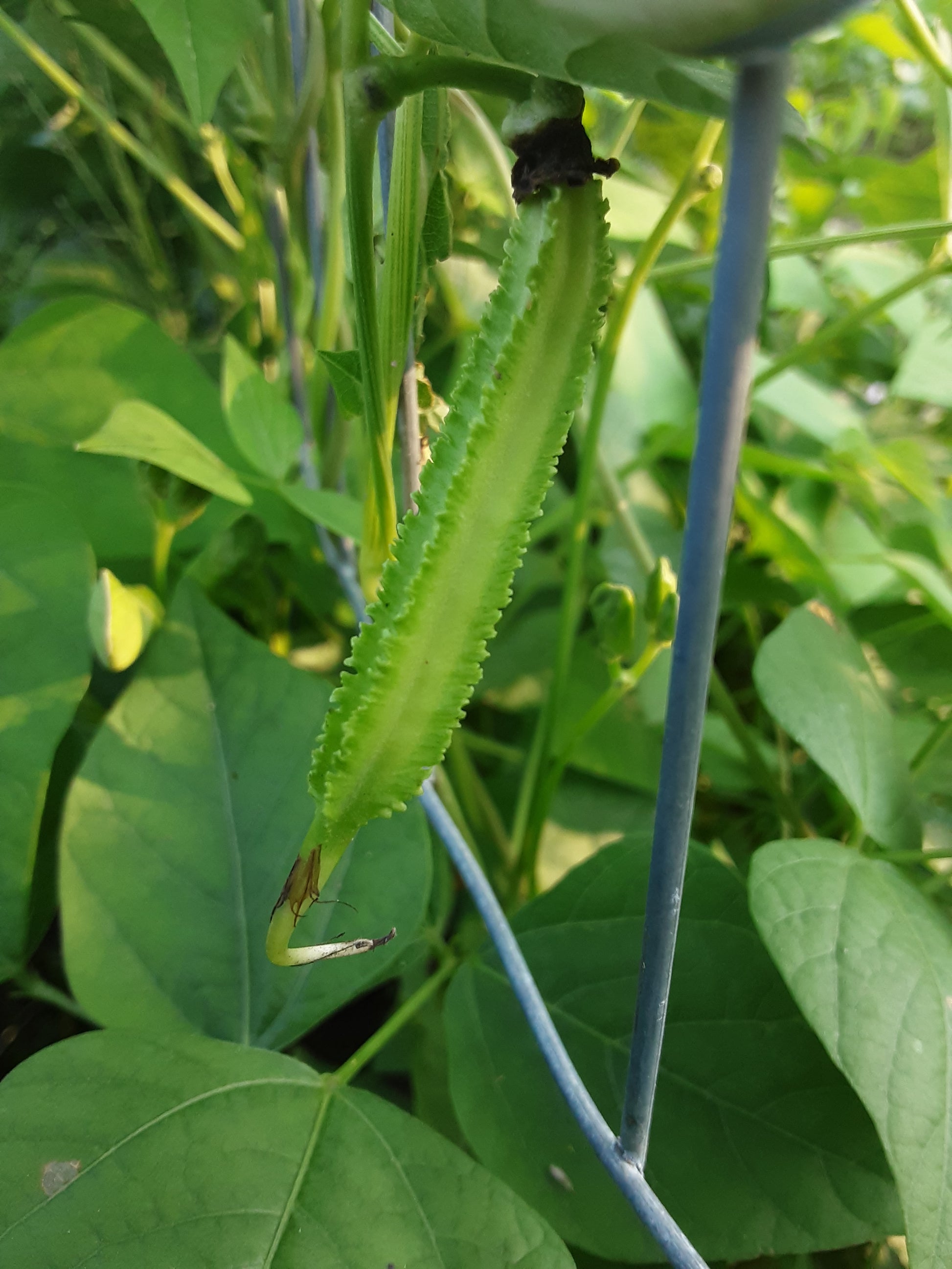 A young winged bean pod on the vine