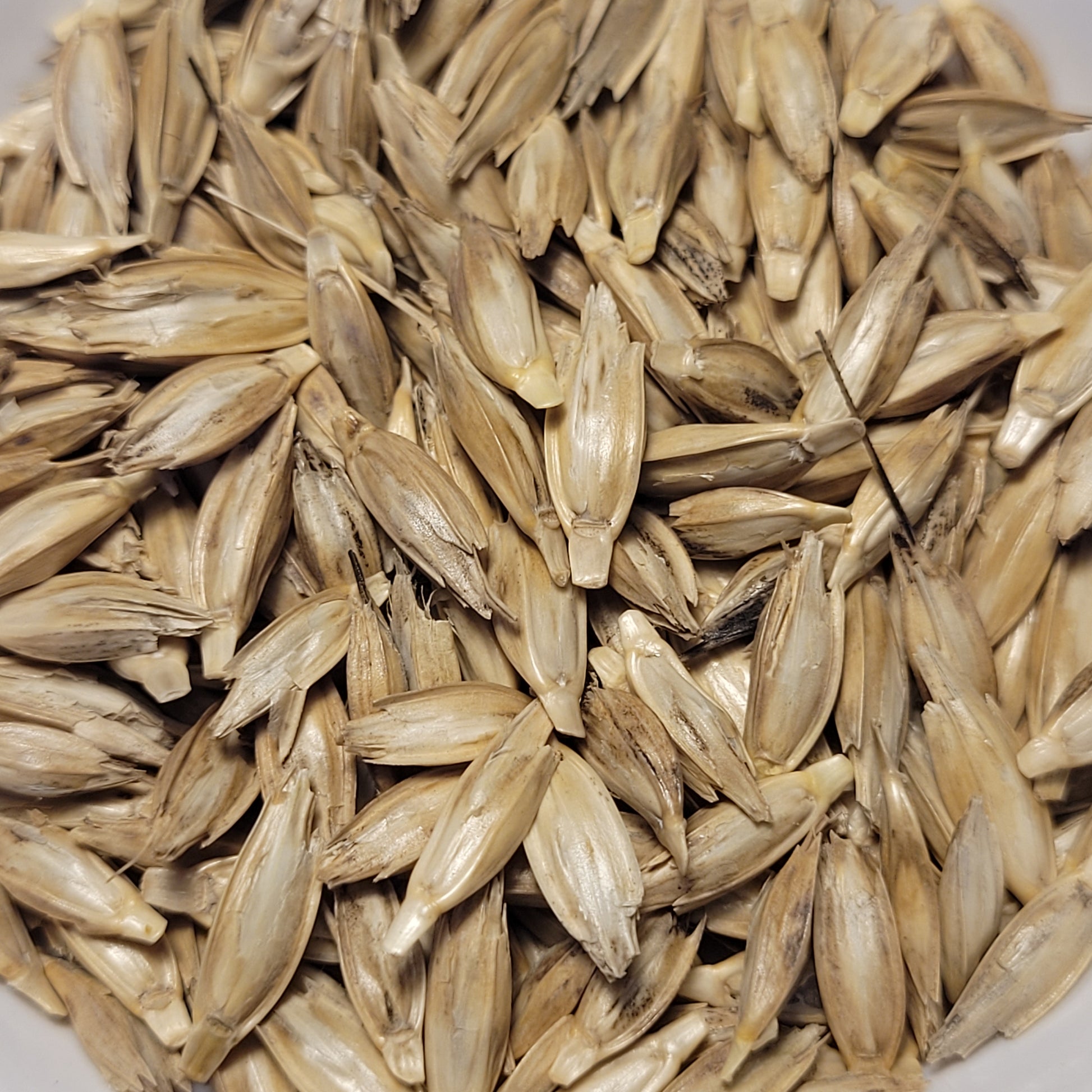 Fall Planted Einkorn