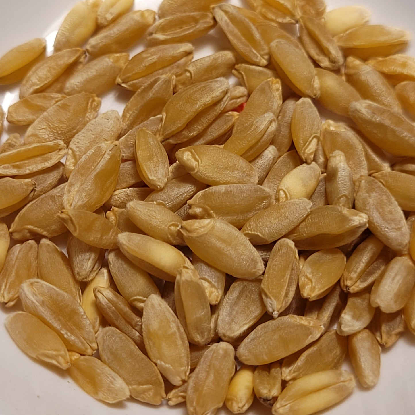 Saficha Durum Wheat