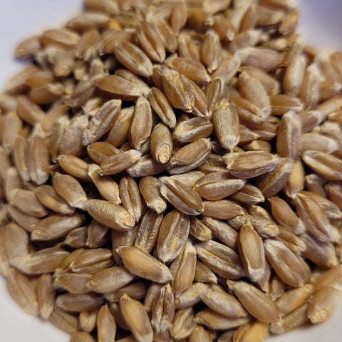Muenstertal Wheat seeds