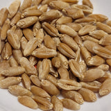 Terminillo Wheat