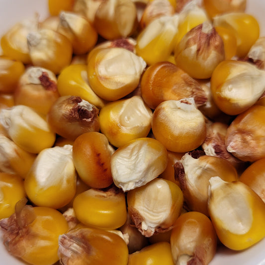 Homestead Yellow Flint Corn