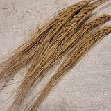 Valsergerste Barley