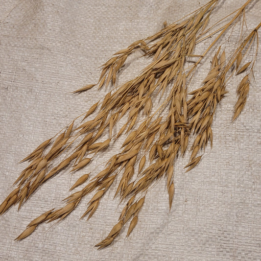 Liberty Hull-less Oats panicles
