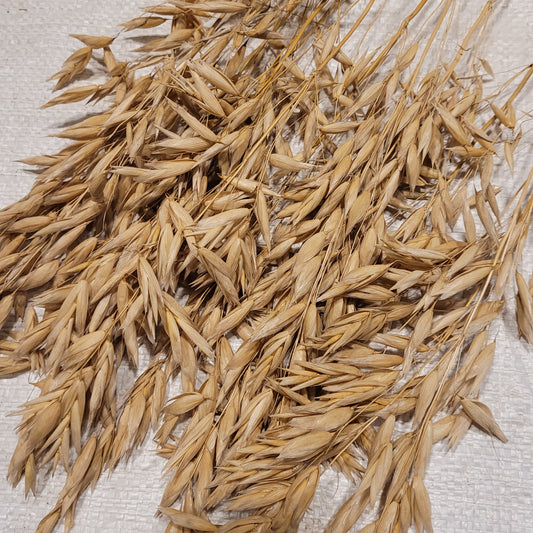 Mozart Oats