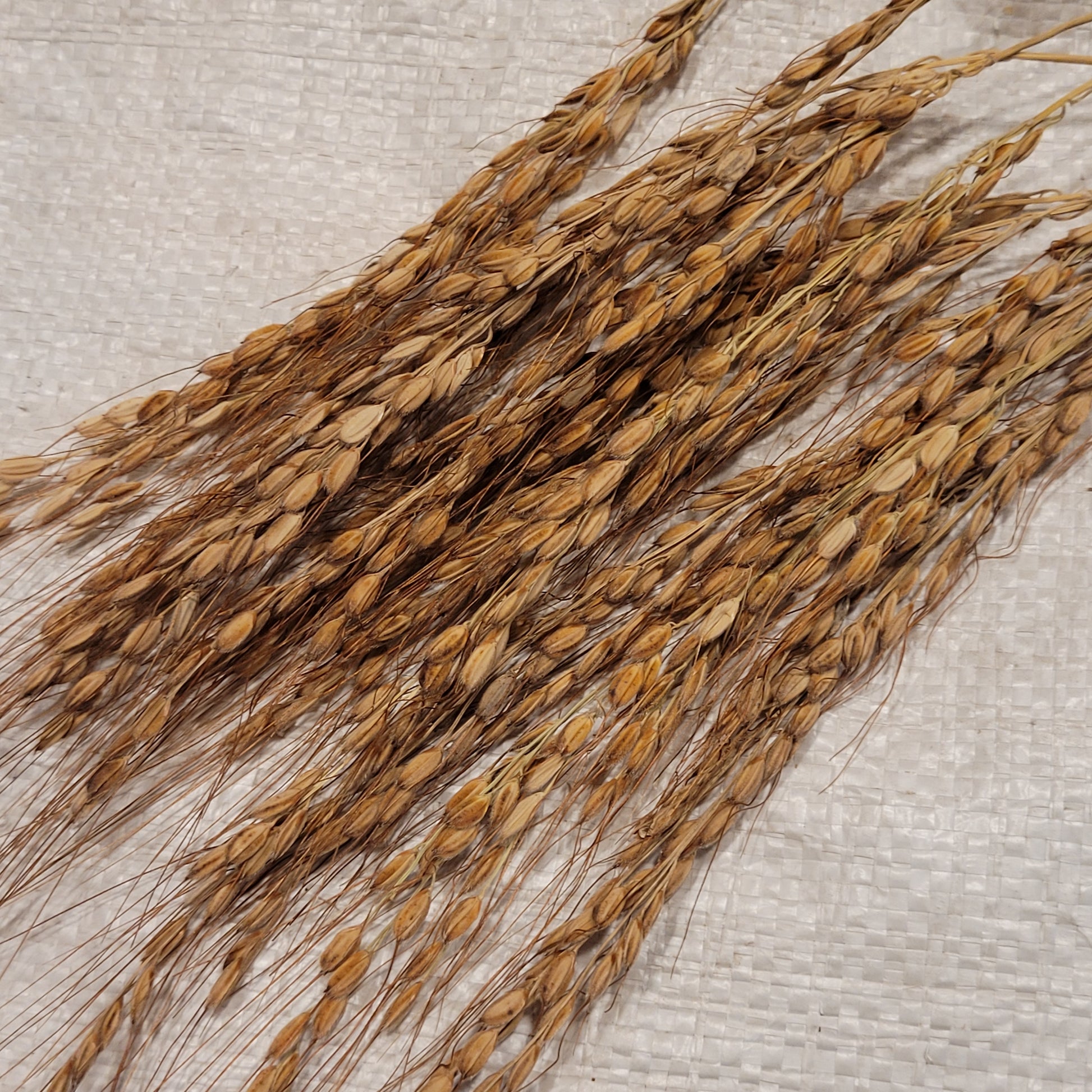 Kyzyl Shala Upland Rice