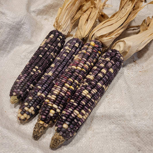 Decorative Corn
