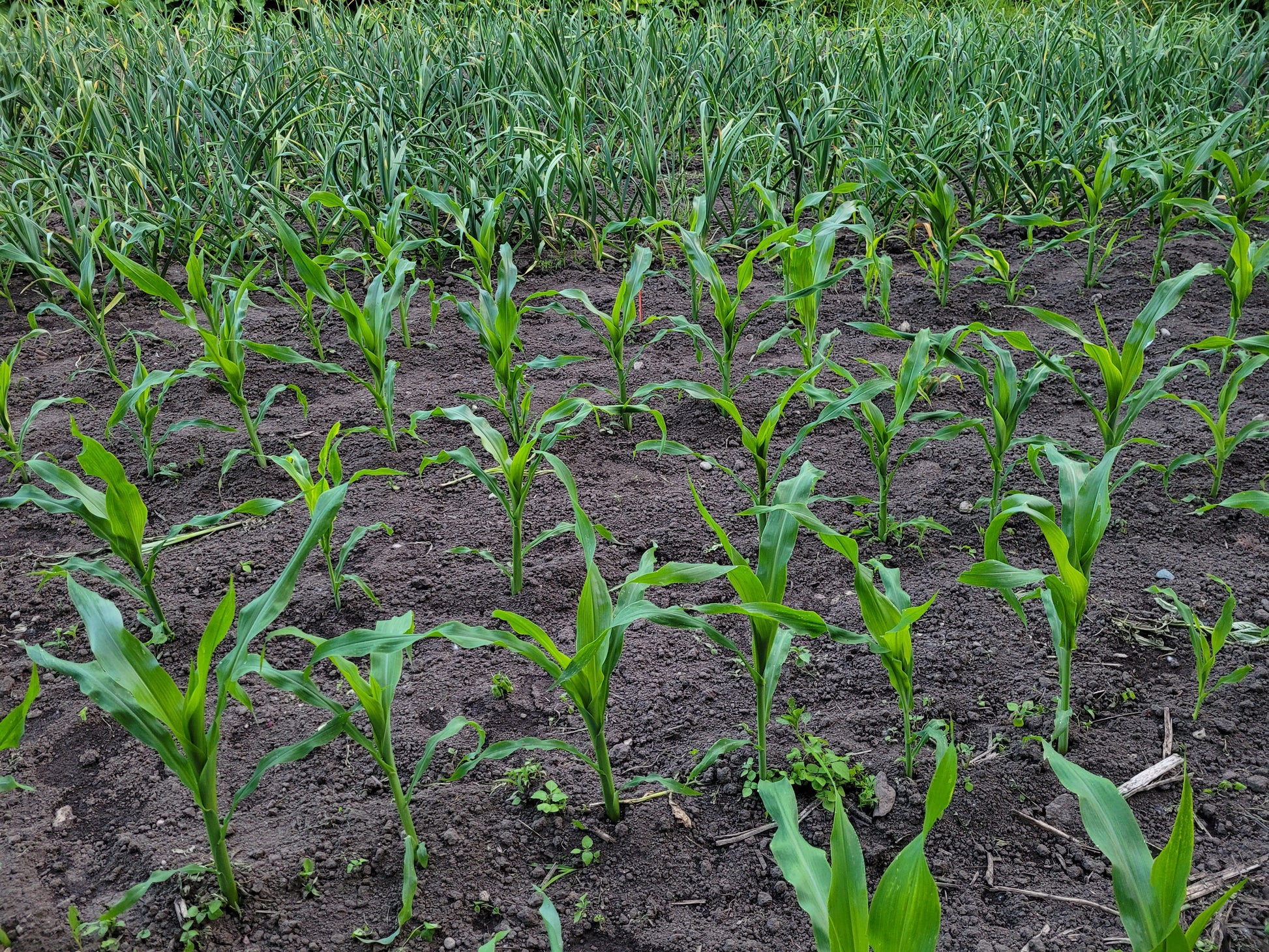Young plot of Polar Dent Corn