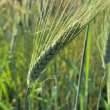 Mettes Rauhwizen Durum Wheat