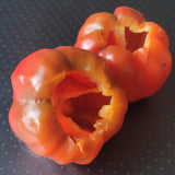 Ampuis Sweet Pepper cut open for stuffing