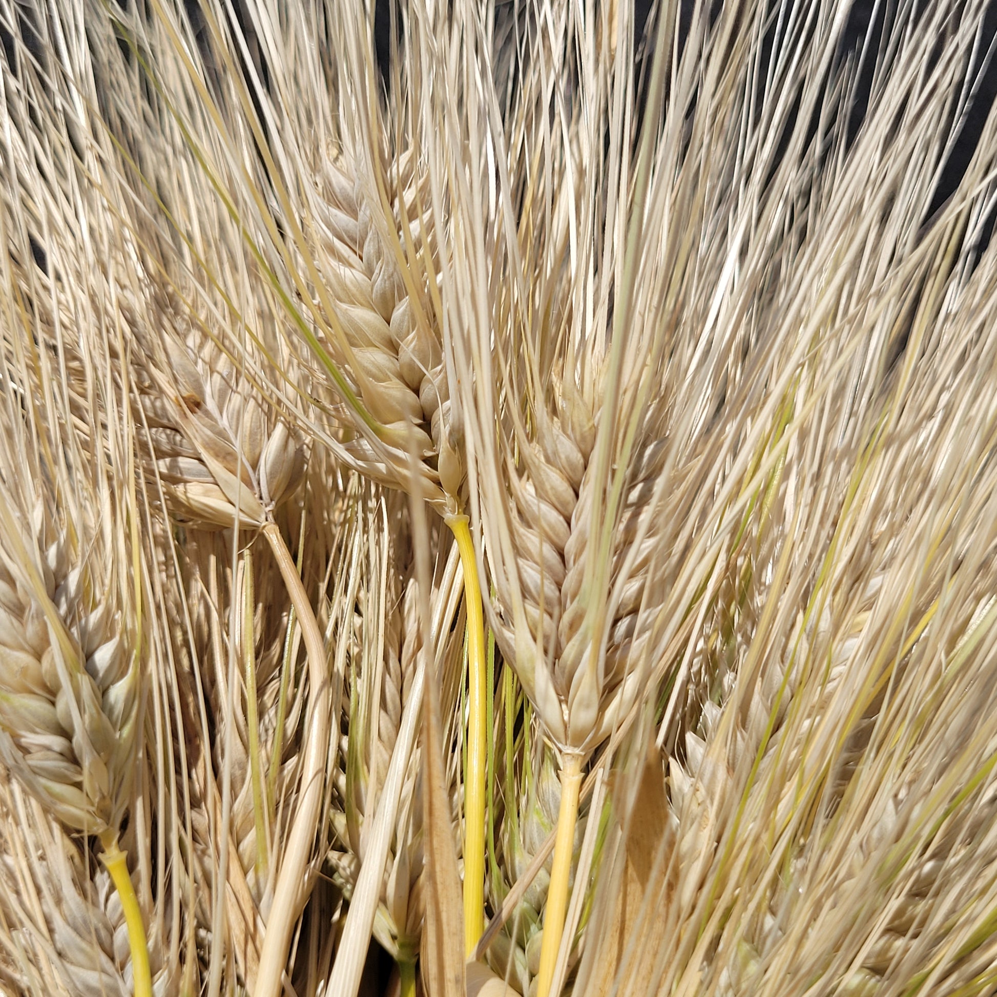 Schuyler Barley is well protected by awns